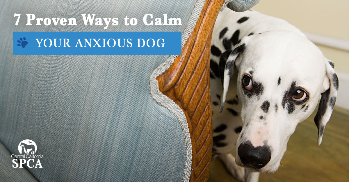 how to care for a dog with anxiety proven tips