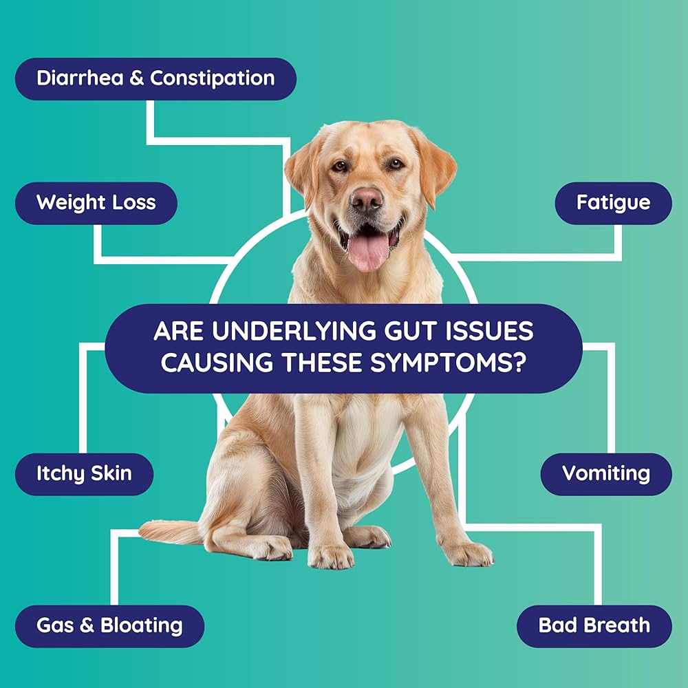 how to care for a dog with digestive issues expert tips 1
