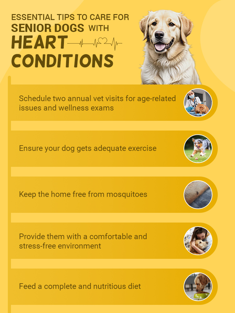 how to care for a dog with heart disease essential tips