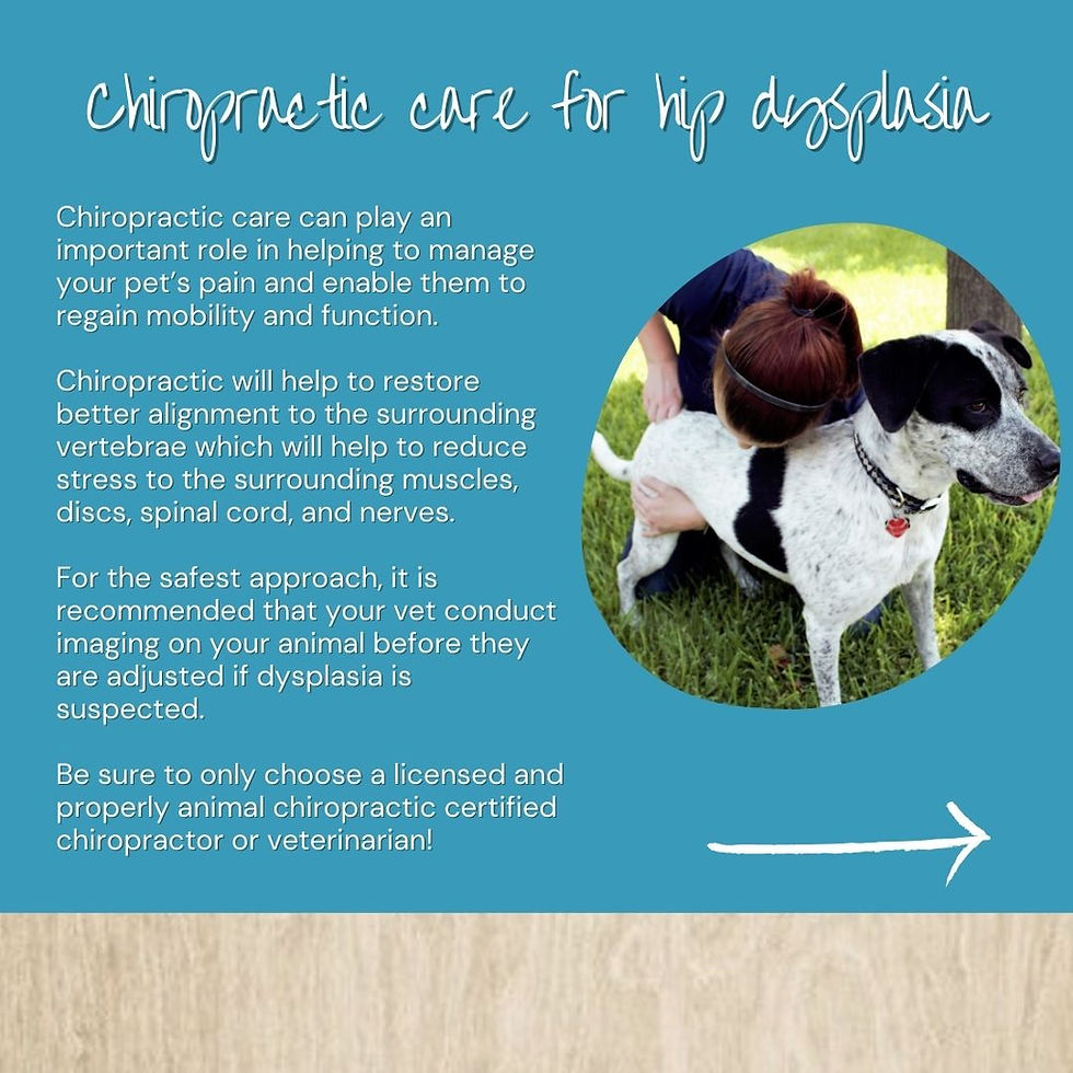 how to care for a dog with hip problems expert tips 1