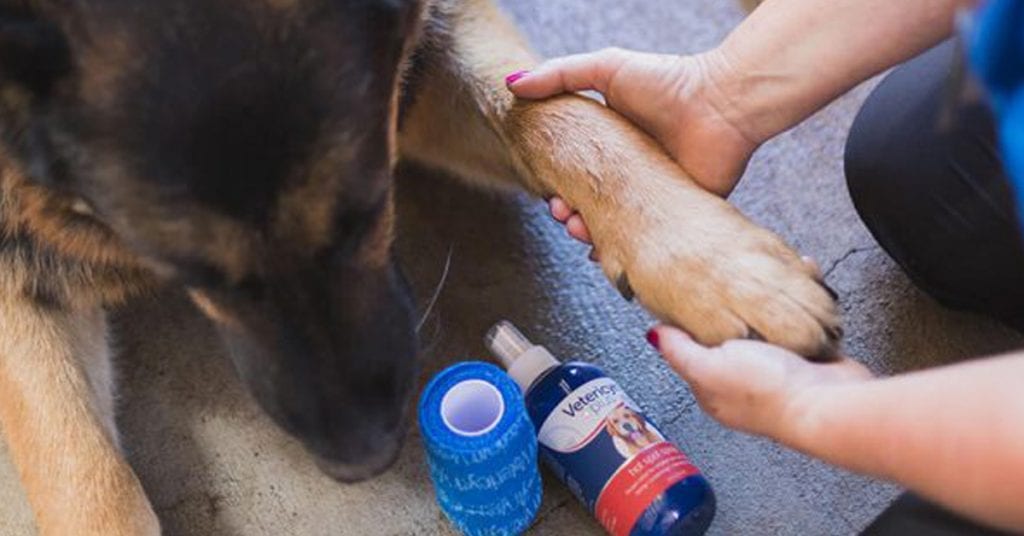 how to care for a dog with hot spots quick relief tips
