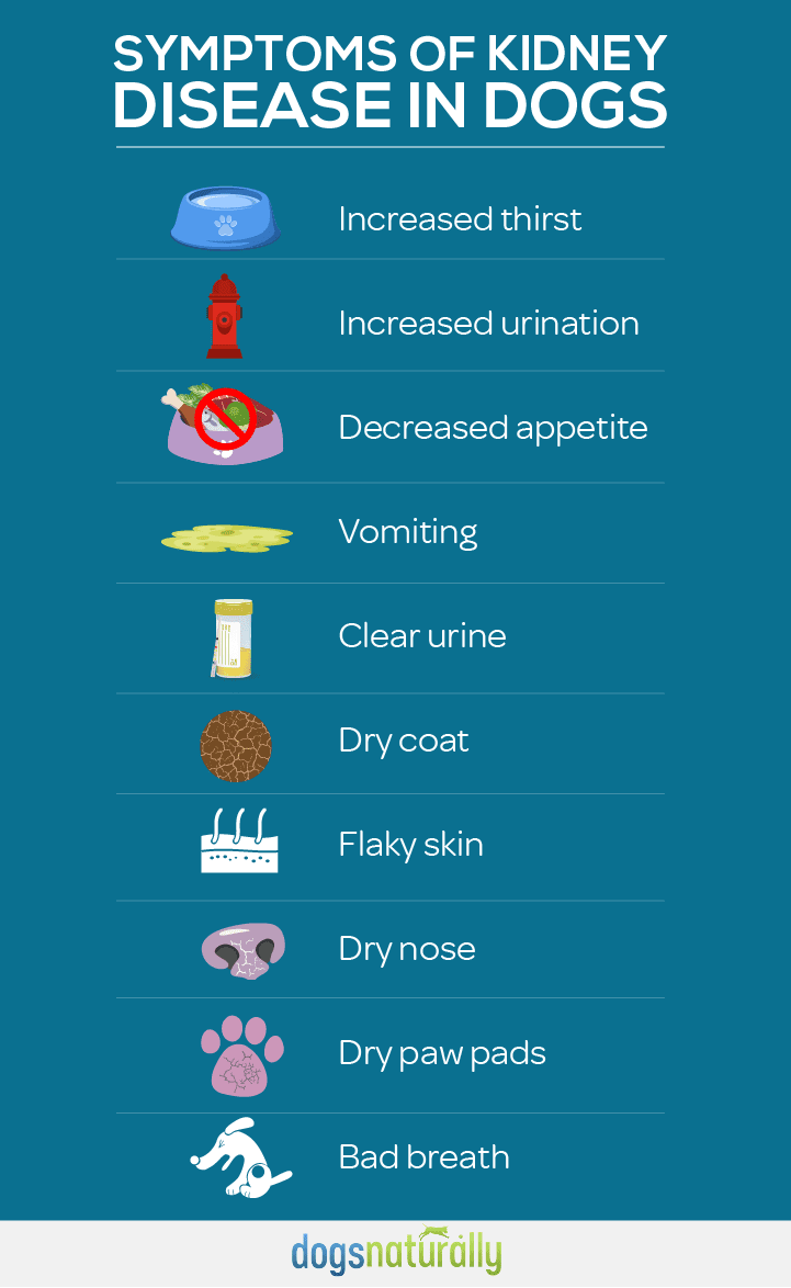how to care for a dog with kidney disease essential tips