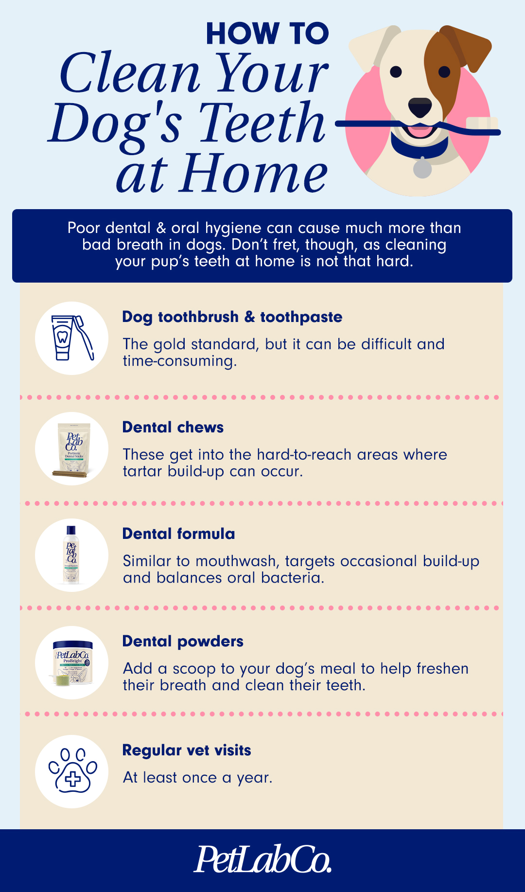 how to care for your dogs teeth 5 essential dental tips