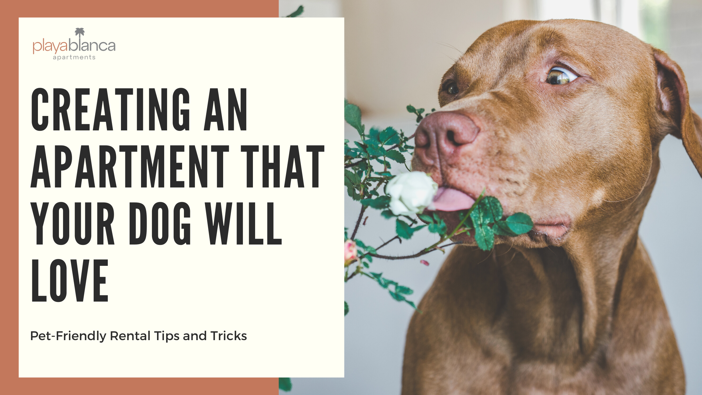 How to Choose a Dog-Friendly Rental: Easy Tips & Tricks