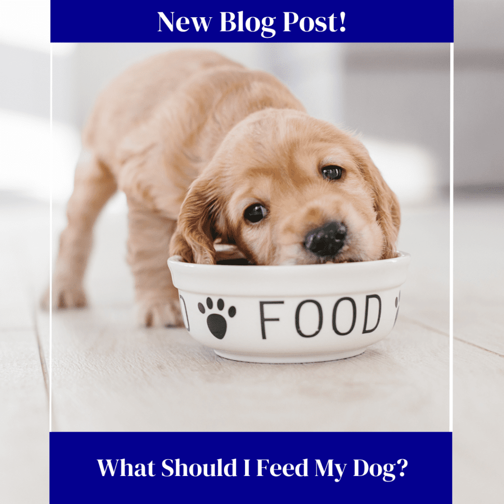 How to Choose Dog Food: The Ultimate Guide for Pet Owners