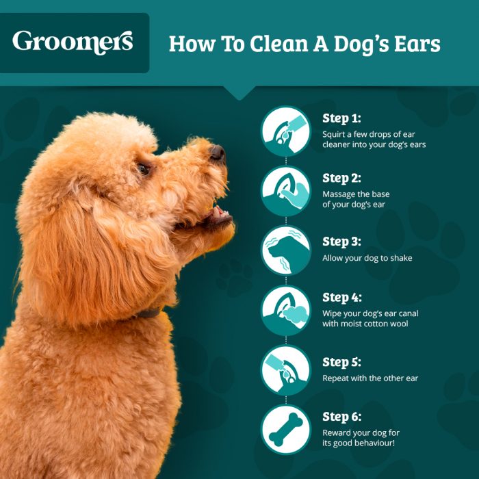 How to Clean a Dog’s Ears Safely: Easy & Effective Tips
