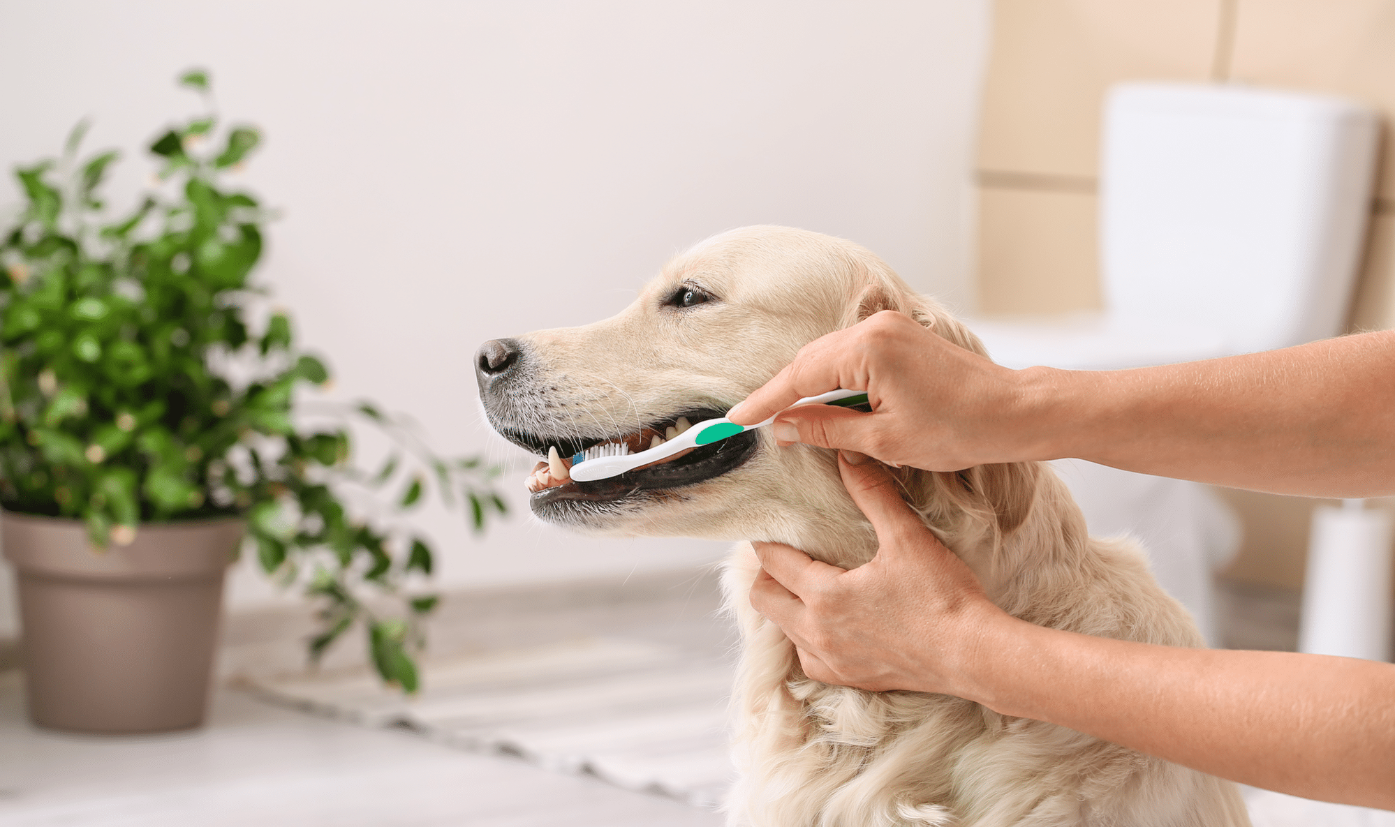 How to Clean a Dog’s Teeth Naturally: Easy Tips & Tricks