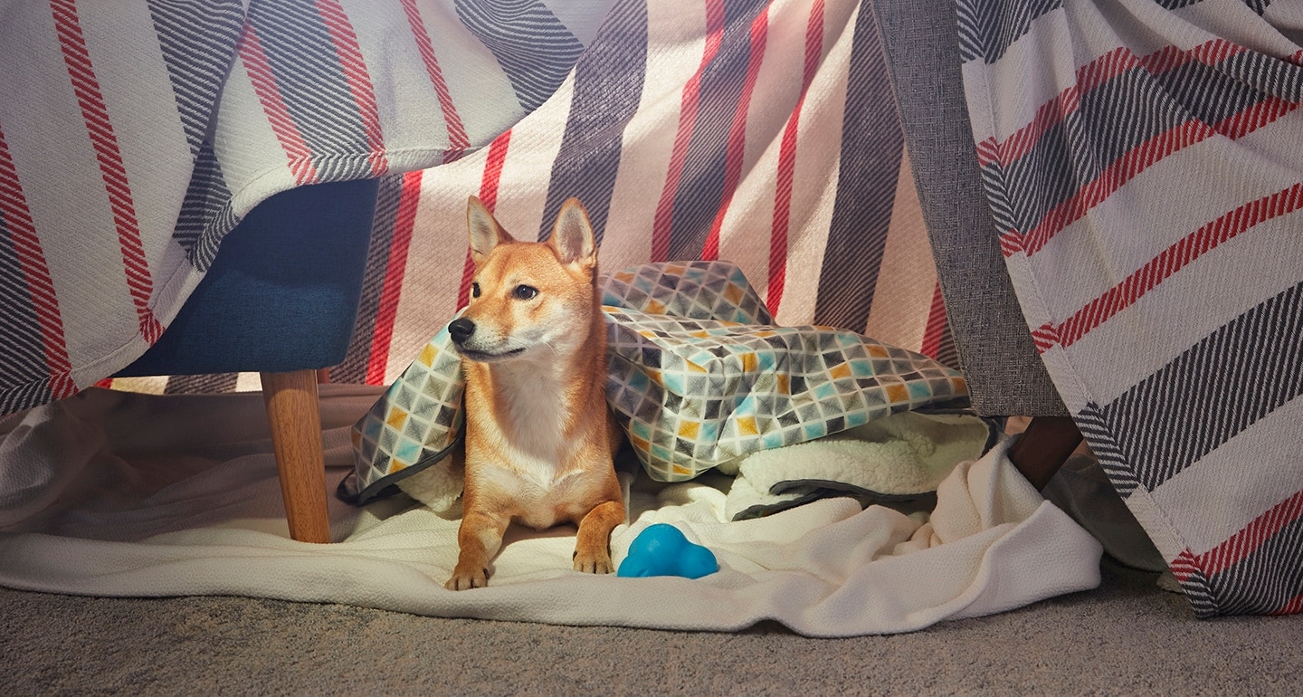 how to create a stress free zone for your dogs well being