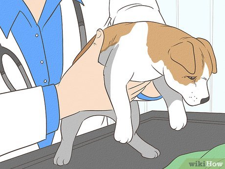 How to Deworm a Puppy: Vet’s Quick & Easy Guide