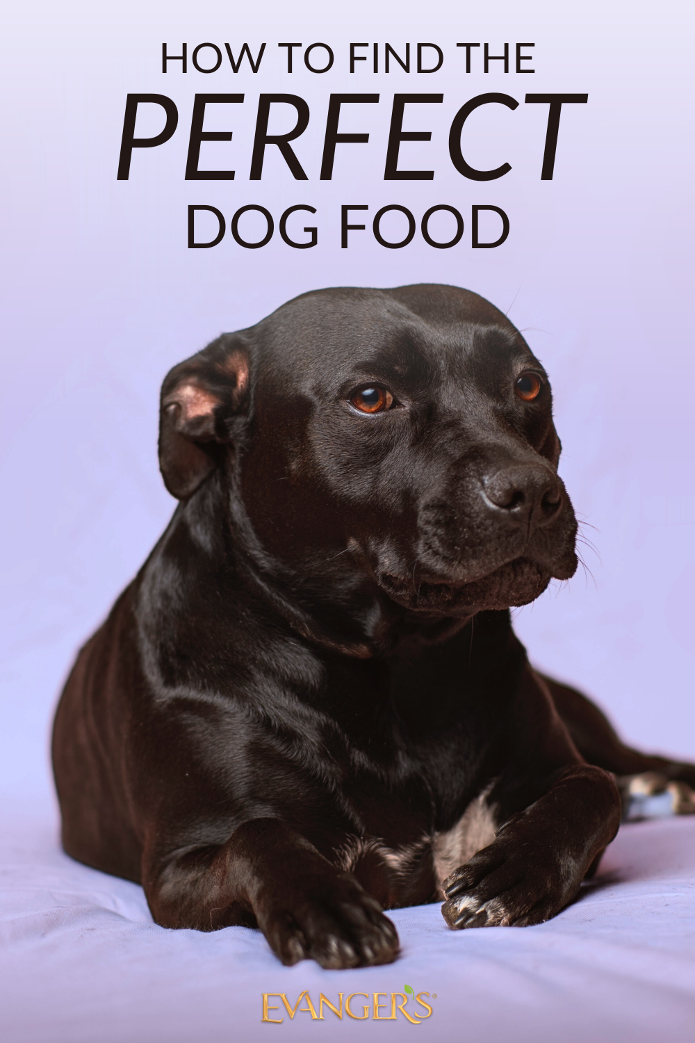 How to Find the Perfect Dog Food: Expert Tips Revealed