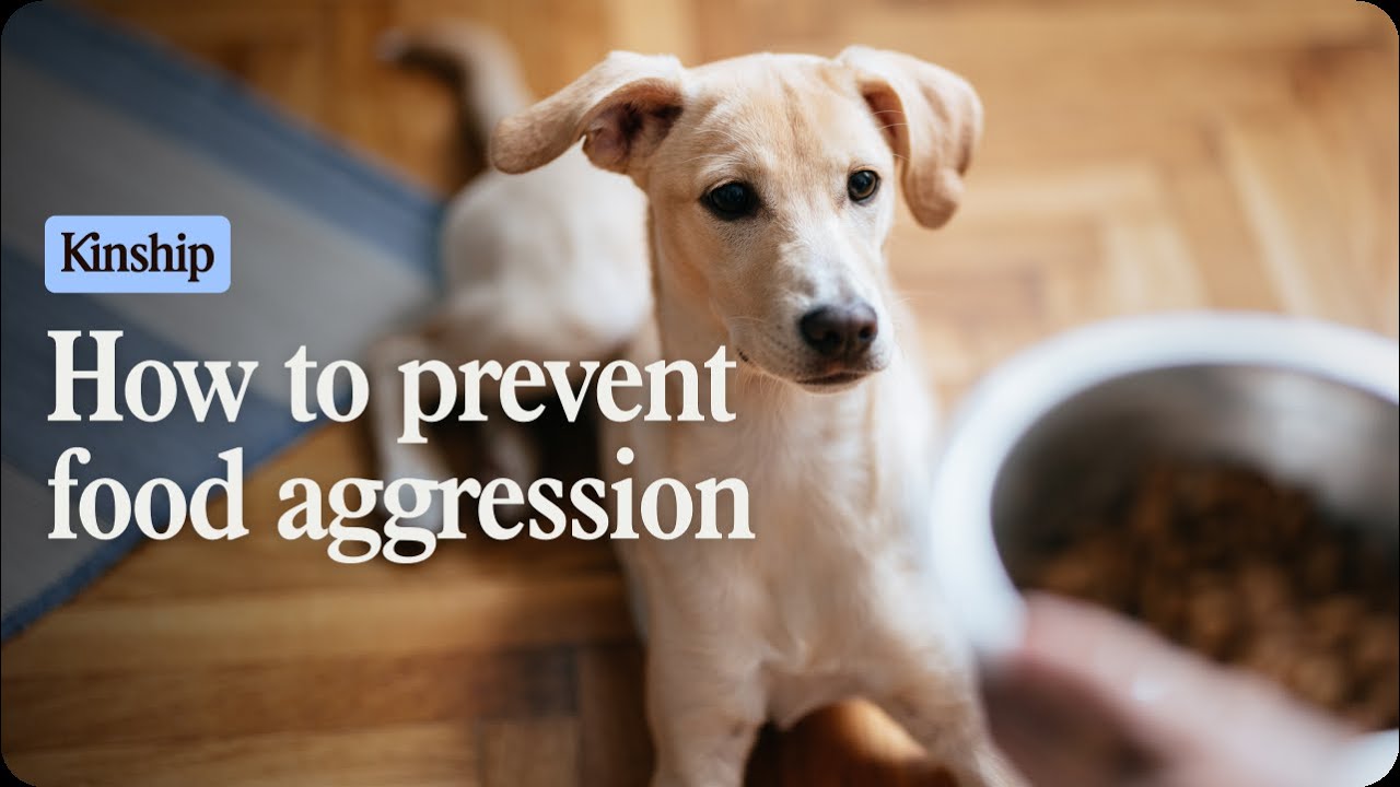 How to Fix Dog Food Aggression: Simple Steps for Peaceful Meals