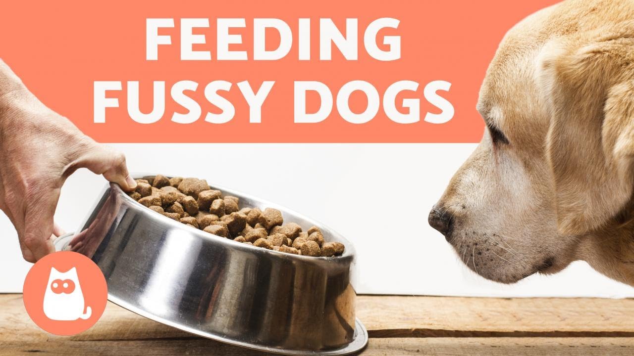 How To Get Puppy To Eat Dry Food: Quick Tips!