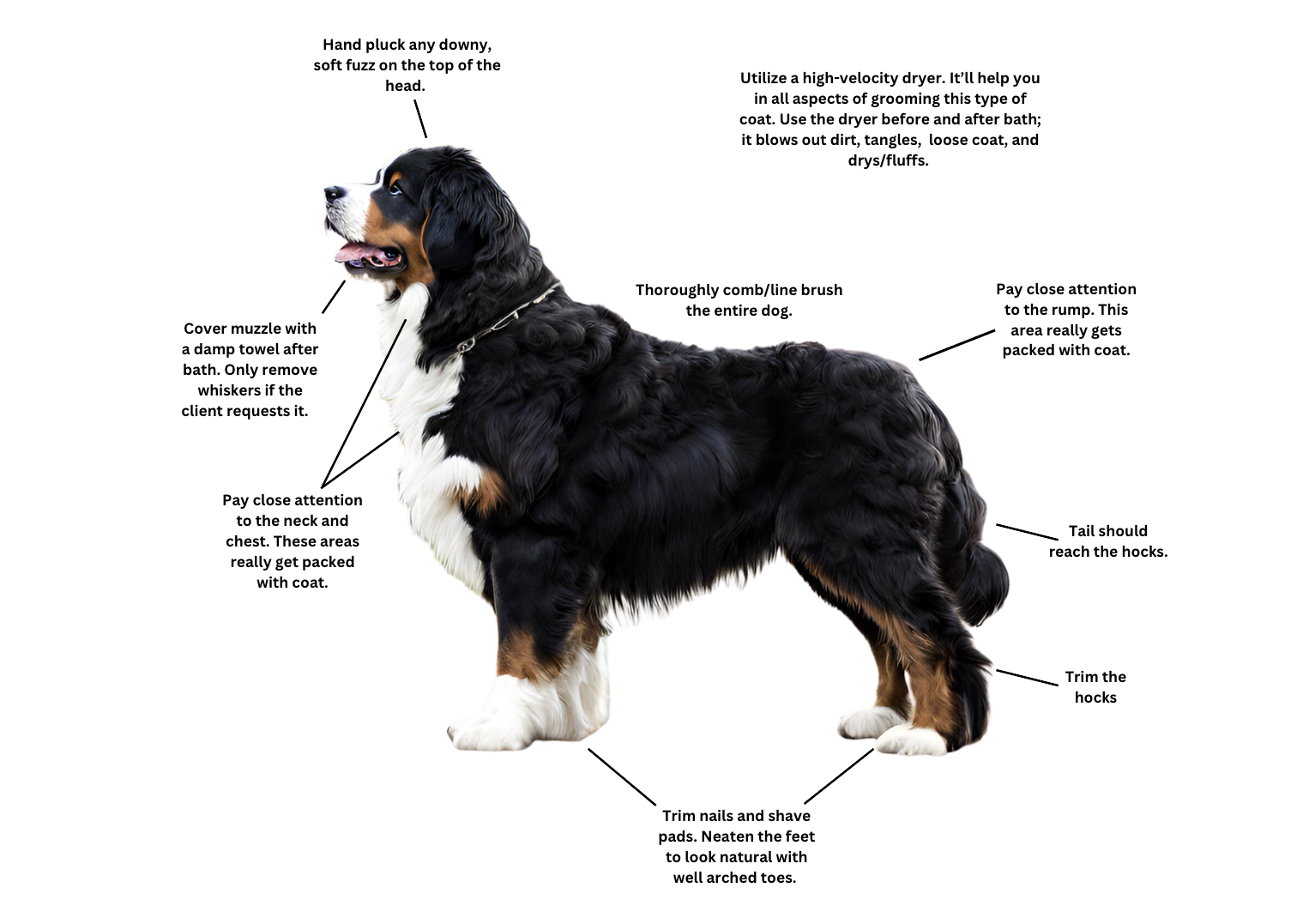 how to groom a bernese mountain dog easy essential tips