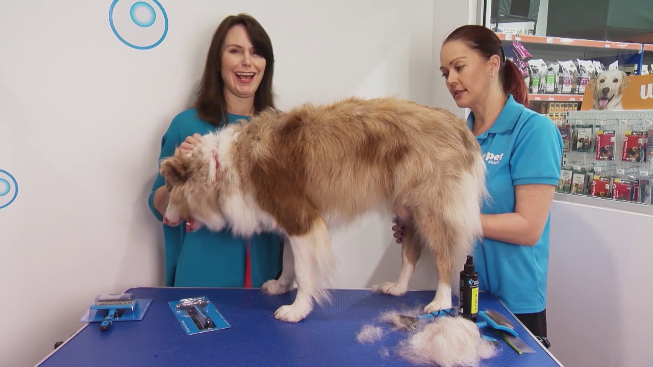 How to Groom a Double-Coated Dog: Expert Tips & Tricks