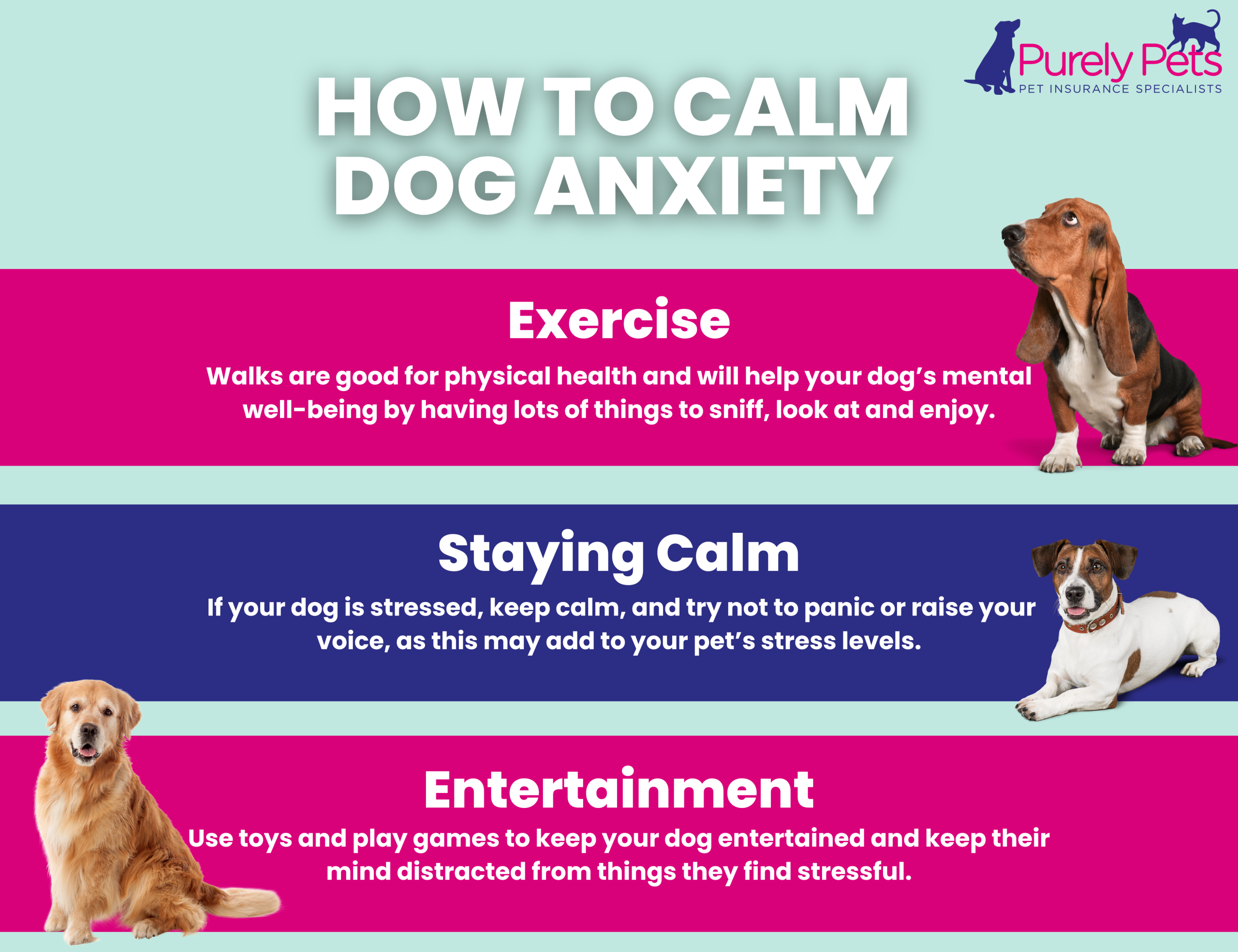 how to handle dog travel anxiety calm your pet on the go scaled