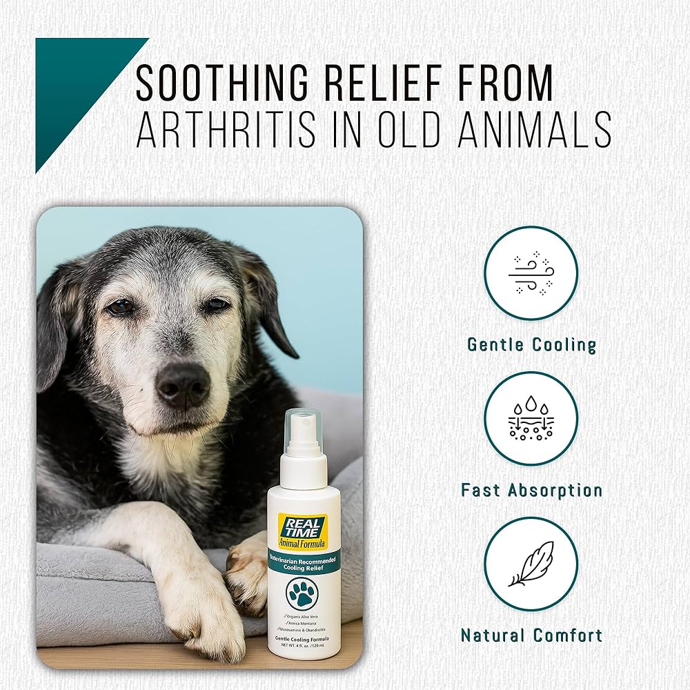 how to help a dog with arthritis naturally gentle remedies