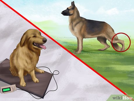 How to Help a Dog With Hip Dysplasia: Expert Tips