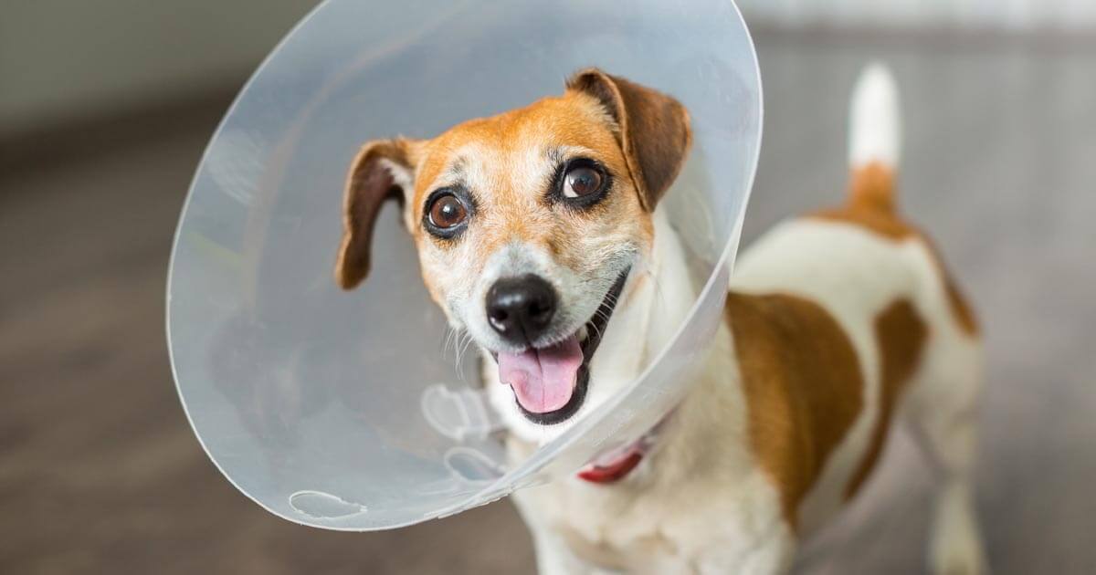 how to help dog with collar ease their comfort