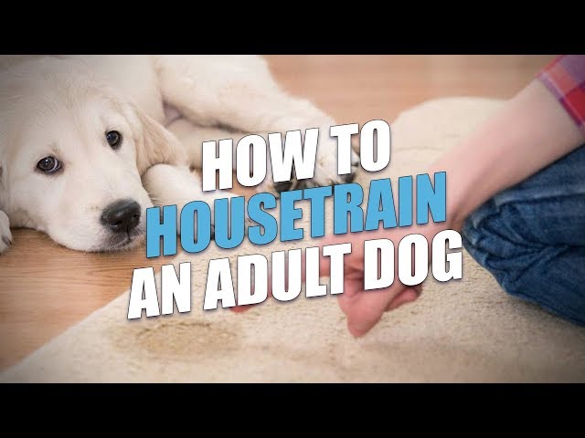 How to House Train an Adult Dog: Expert Tips & Techniques