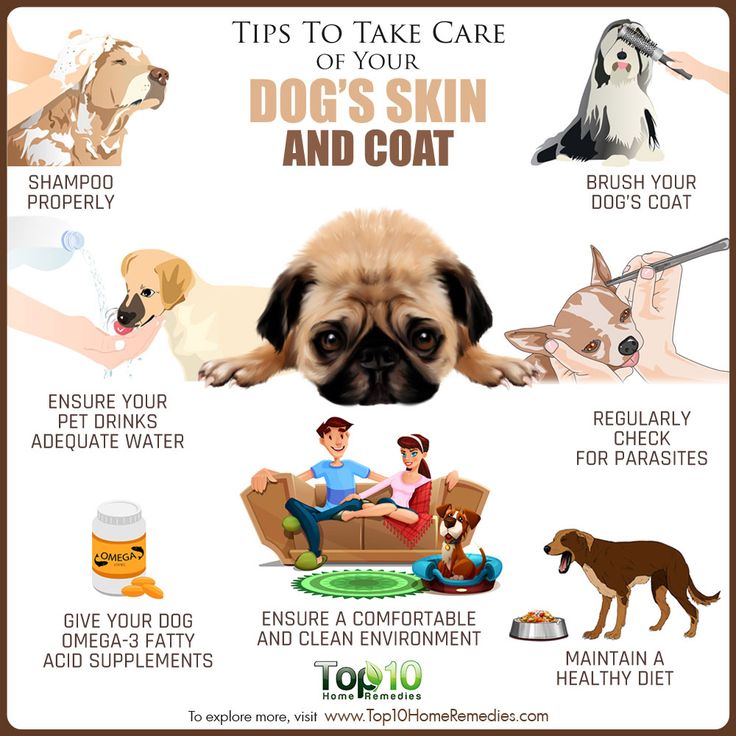 How to Improve a Dog’s Coat and Skin: Top Tips & Tricks