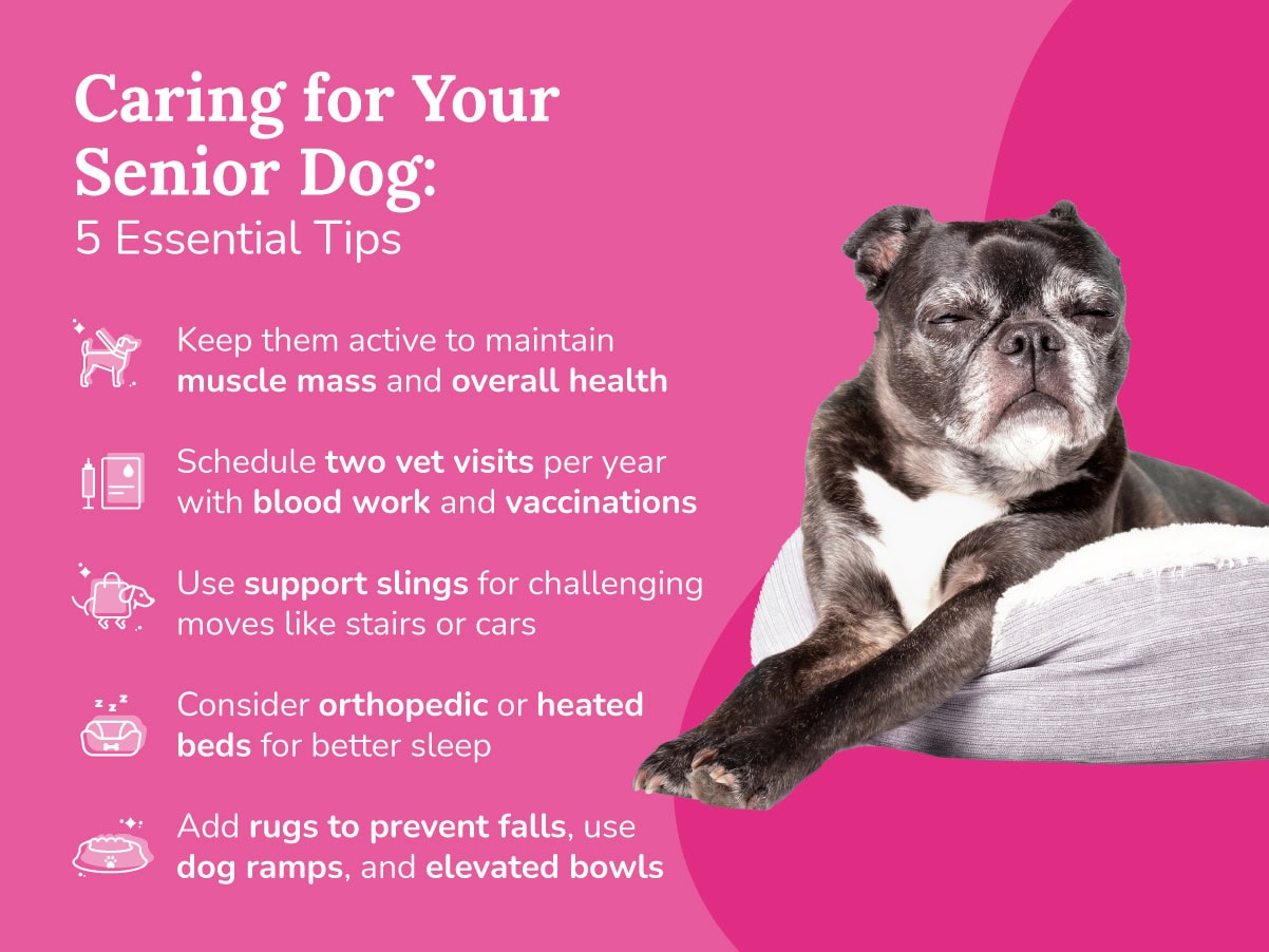 how to improve dog health 5 vital tips