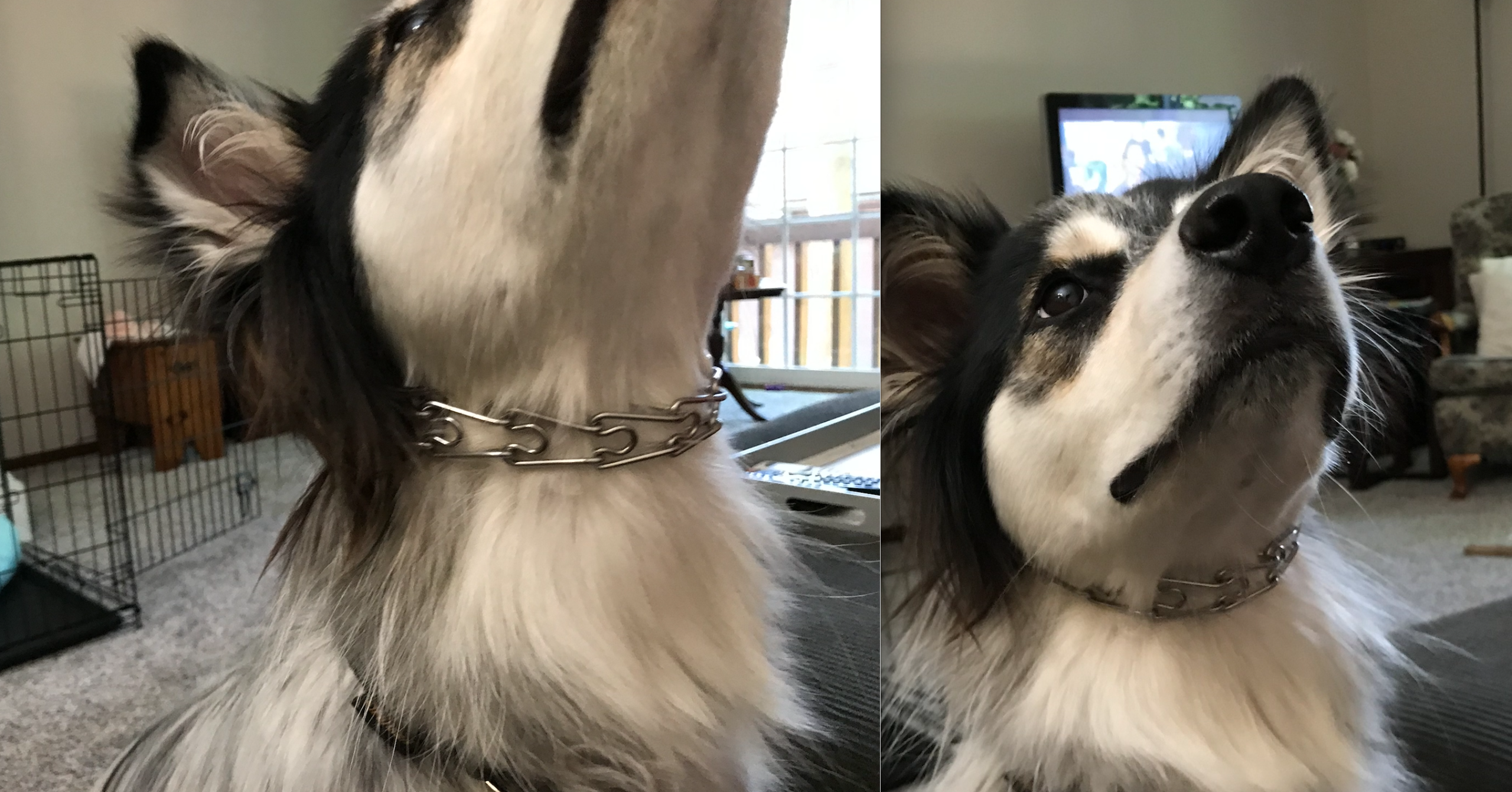 How to Know If Dog Collar is Too Tight: 5 Warning Signs
