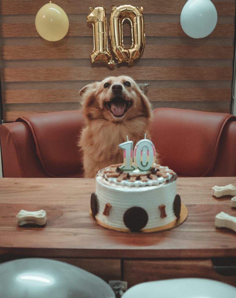 How to Make a Dog Birthday Cake: A Pawsome Guide
