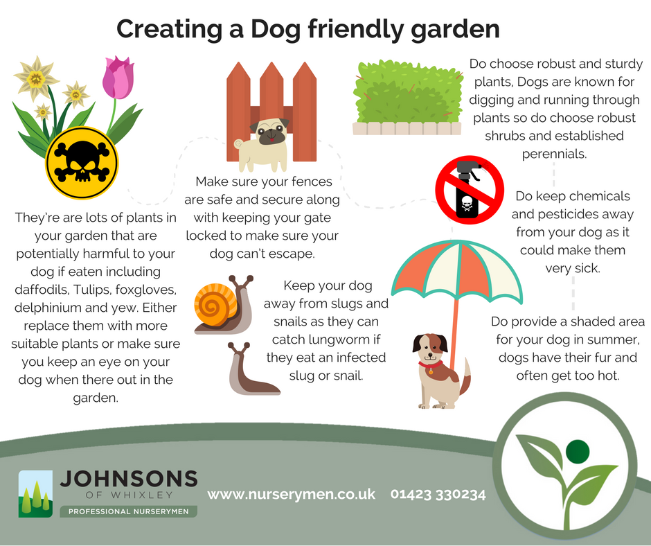how to make a dog friendly garden safe fun tips