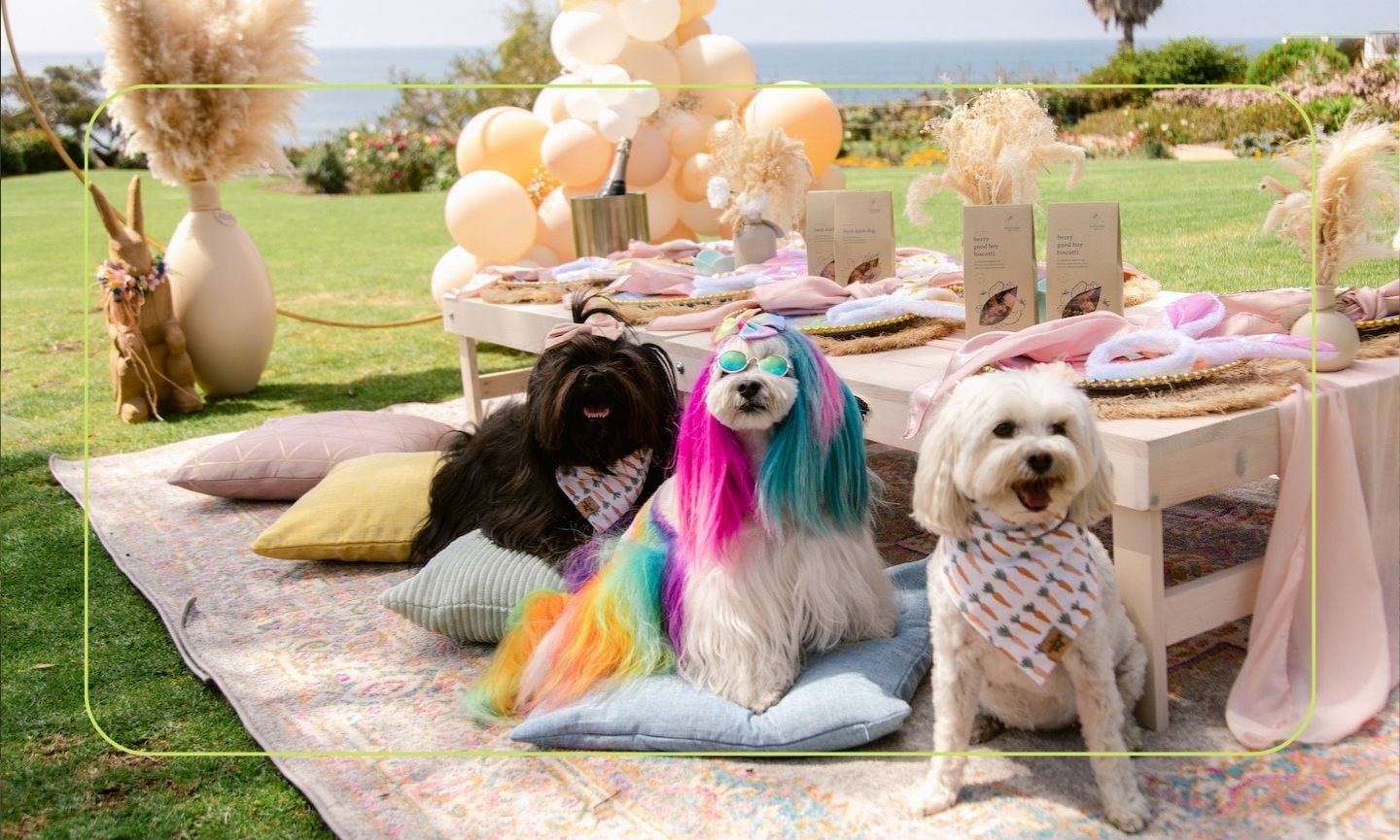 how to make a dog friendly picnic fun safe tips