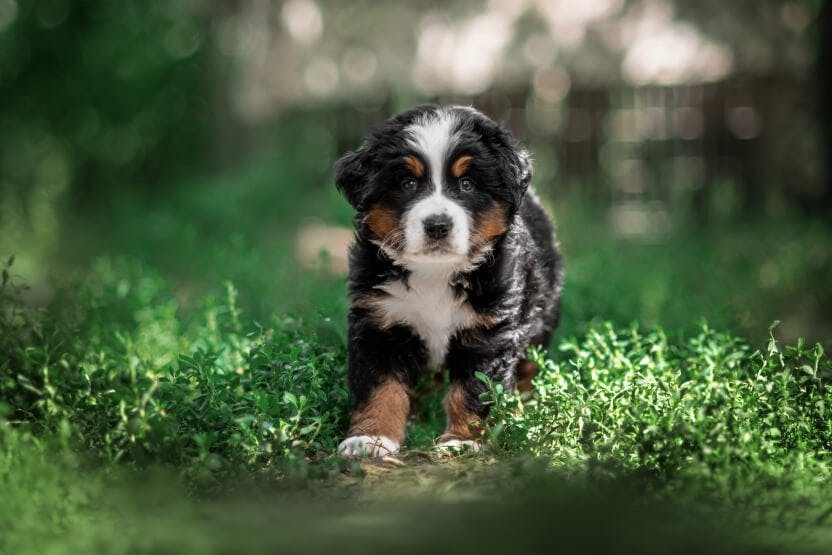 How to Make a Mini Bernese Mountain Dog: Breed Secrets Revealed