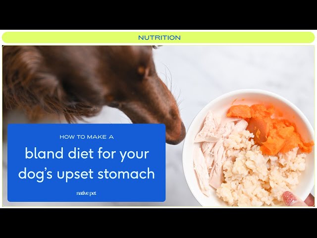 How to Make Dog Bland Diet: Easy & Nutritious Guide
