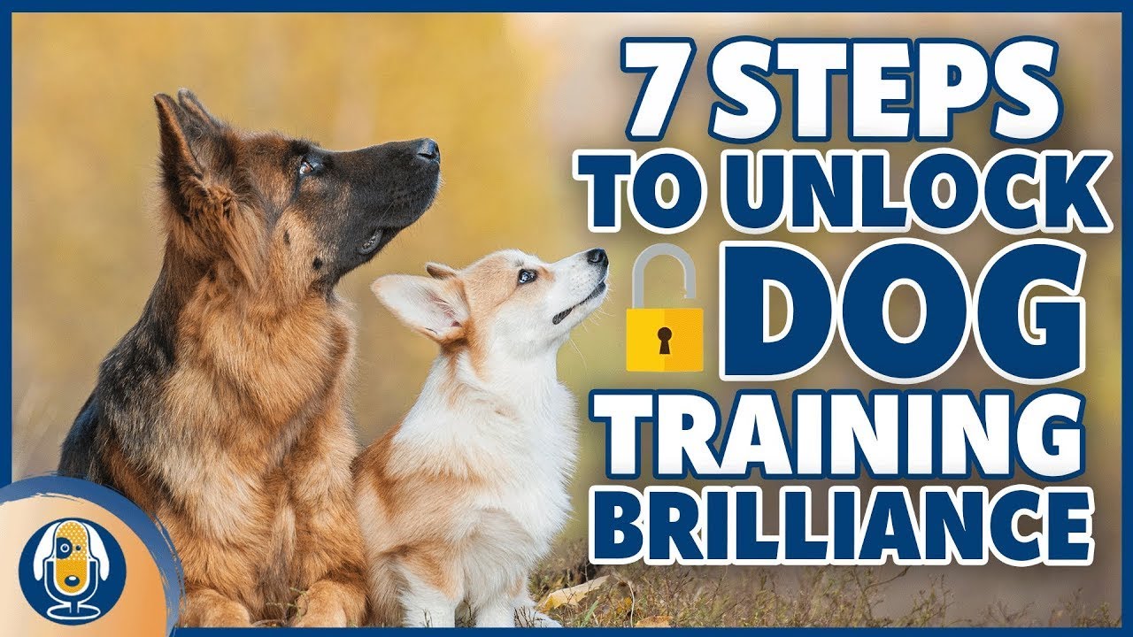 how to make dog training fun 7 exciting tips for success