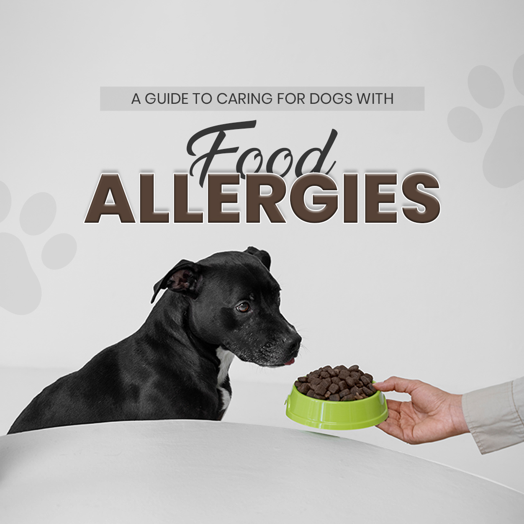 How to Manage a Dog With Food Allergies: Ultimate Guide