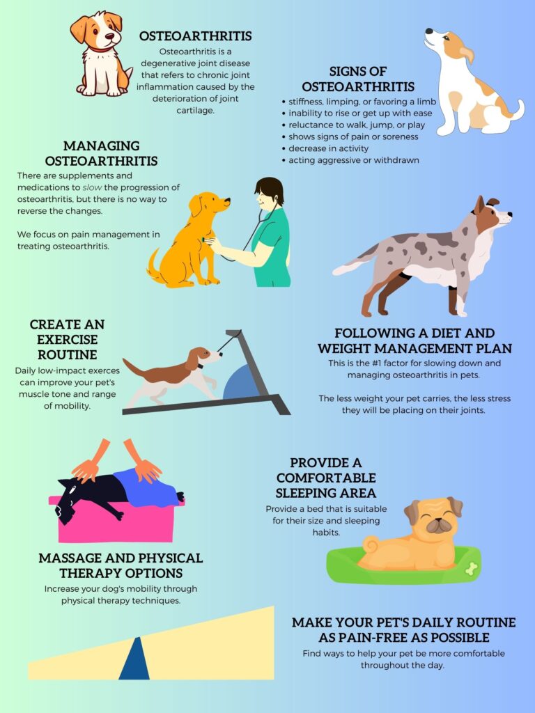 how to manage dog arthritis pain expert tips tricks 1