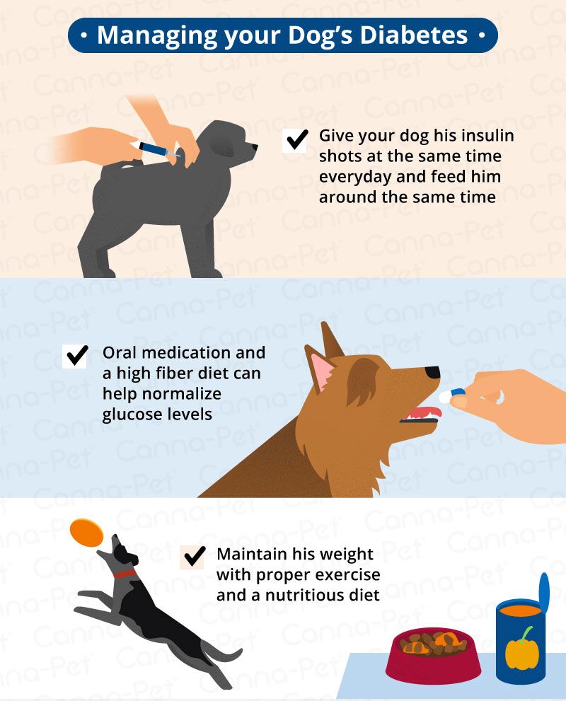 how to manage dog diabetes proven tips solutions