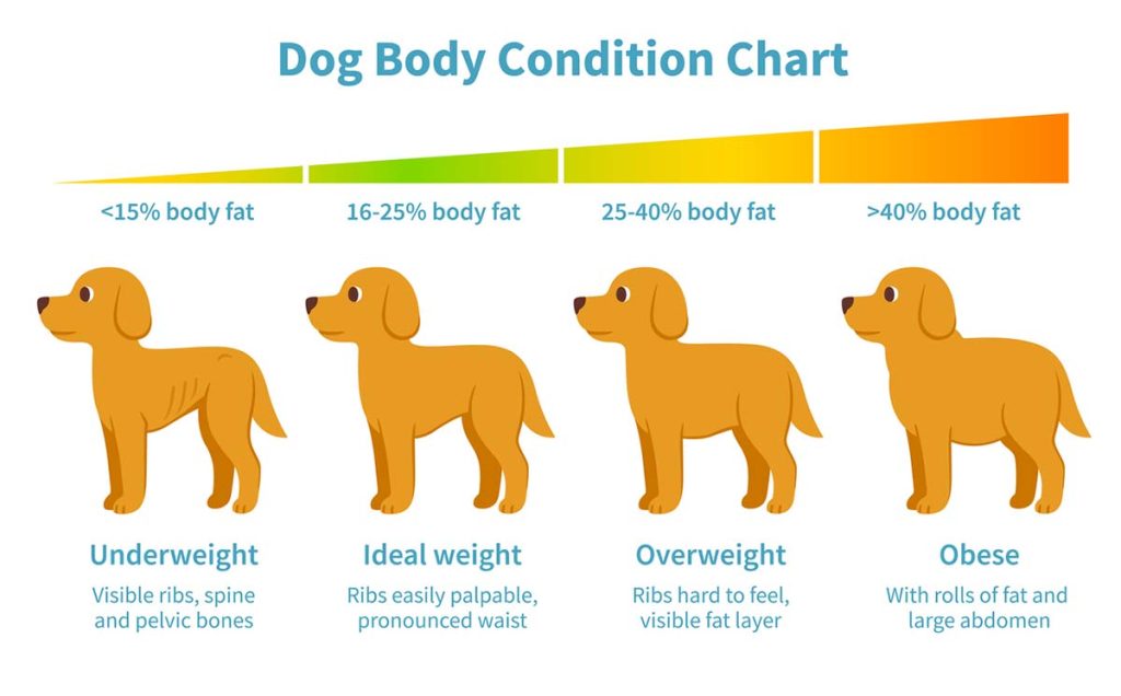 how to manage dog obesity proven slimming tips 1