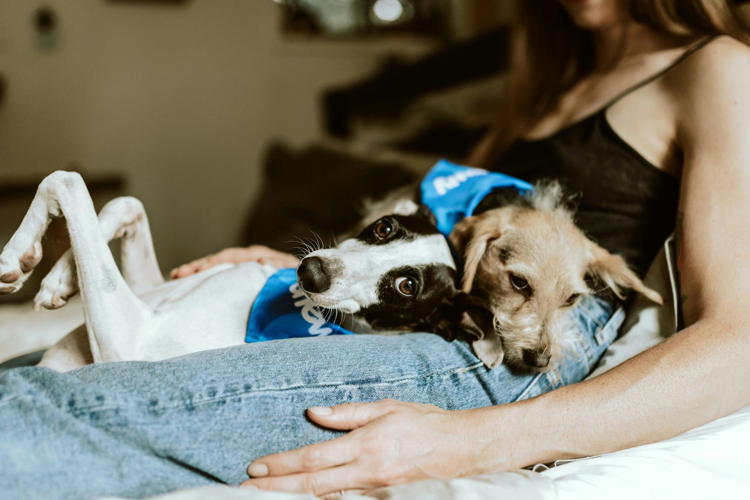 How to Manage Multiple Dogs at Home: Smart Tips & Tricks