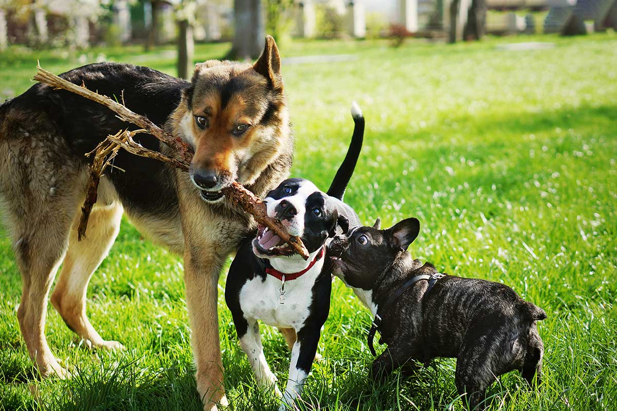 How to Organize a Dog Playdate: Fun and Easy Steps