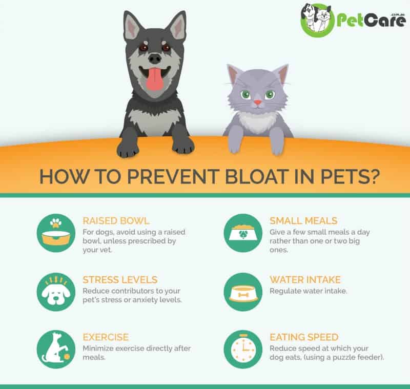 how to prevent dog bloat essential tips for pet owners 1