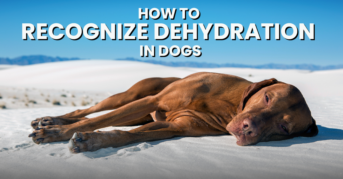 how to prevent dog dehydration essential tips tricks