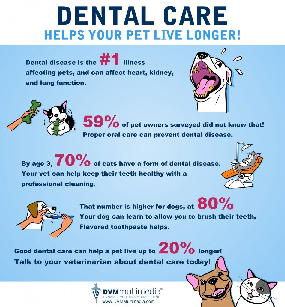 how to prevent dog dental disease top vet tips