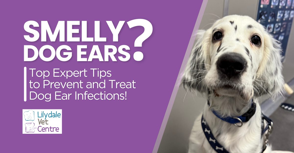 how to prevent dog ear odor proven tips tricks