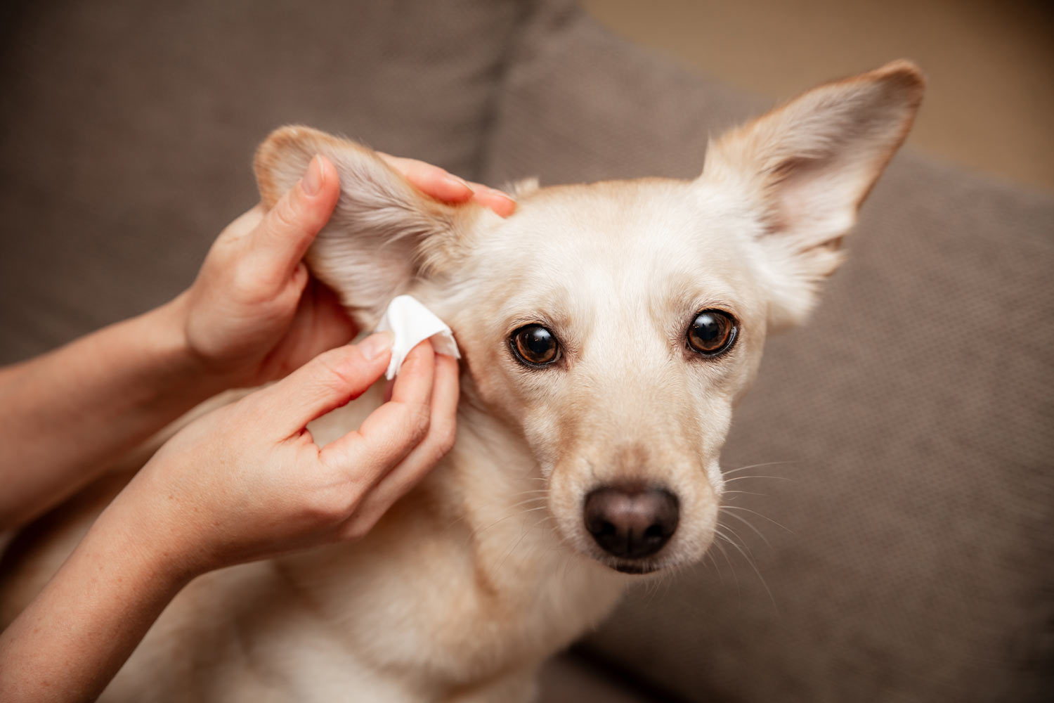 how to prevent dog ear wax build up easy tips tricks 1