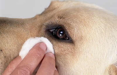 How to Prevent Dog Eye Discharge: Expert Tips