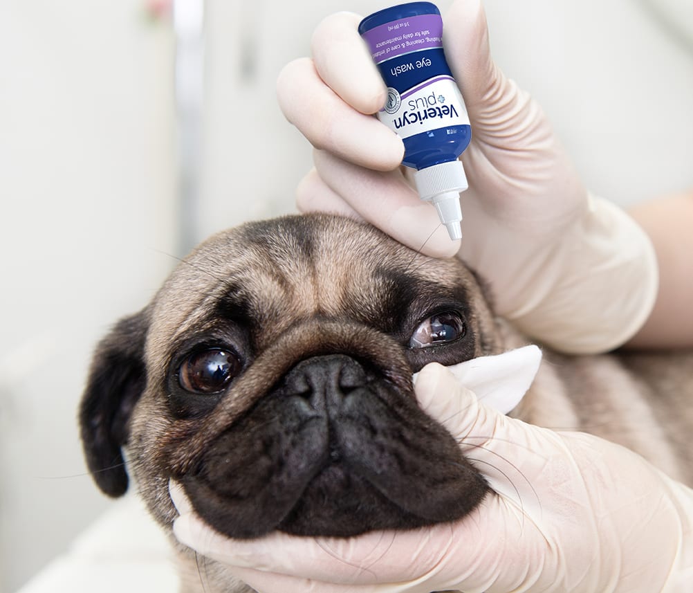 how to prevent dog eye problems essential care tips