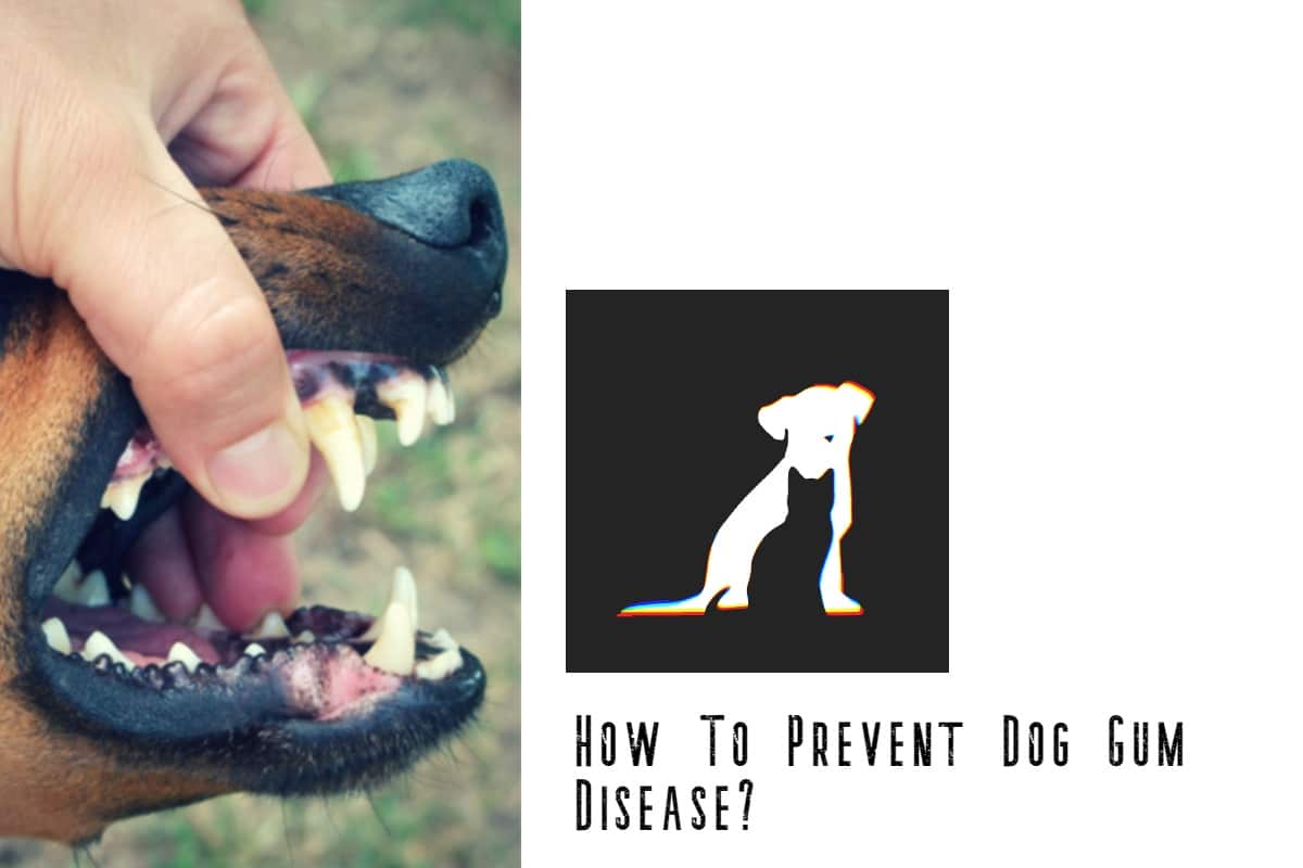 how to prevent dog gum disease expert tips unveiled 1