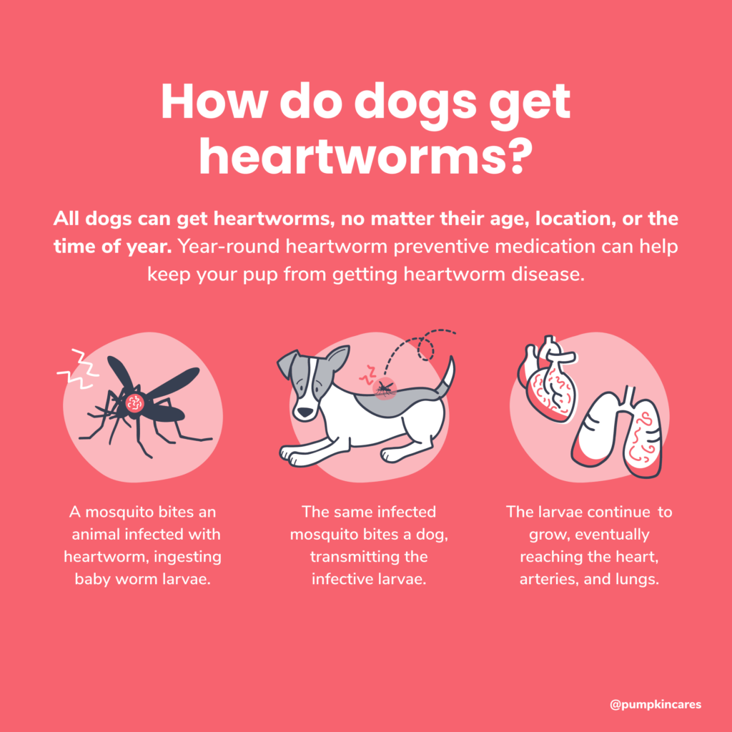 how to prevent dog heartworms essential tips tricks 1