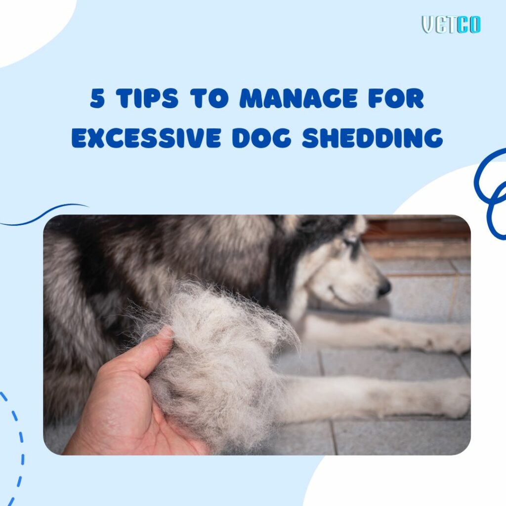 how to prevent dog shedding 5 proven tips