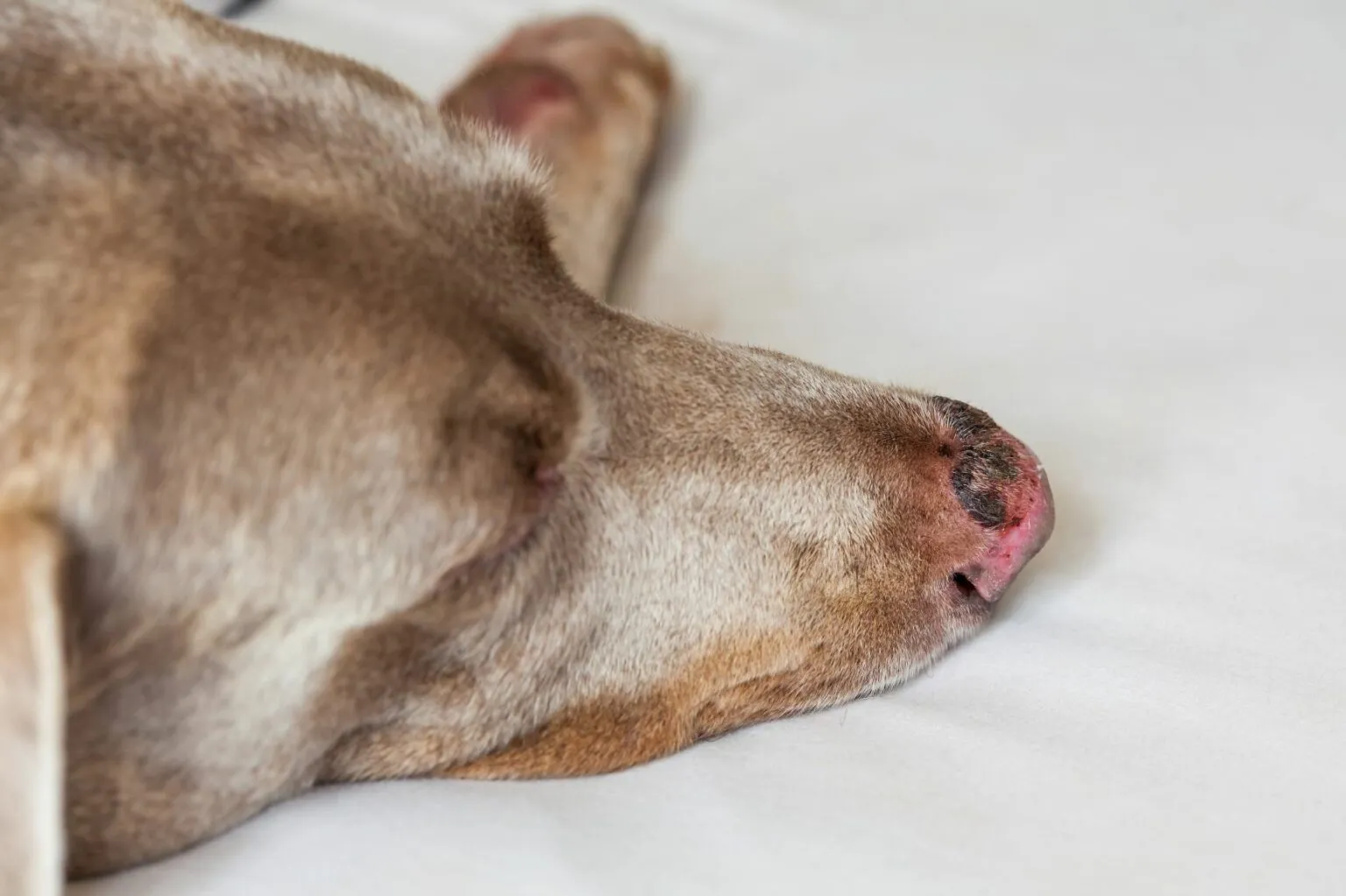 how to prevent dog sunburn essential tips tricks 1