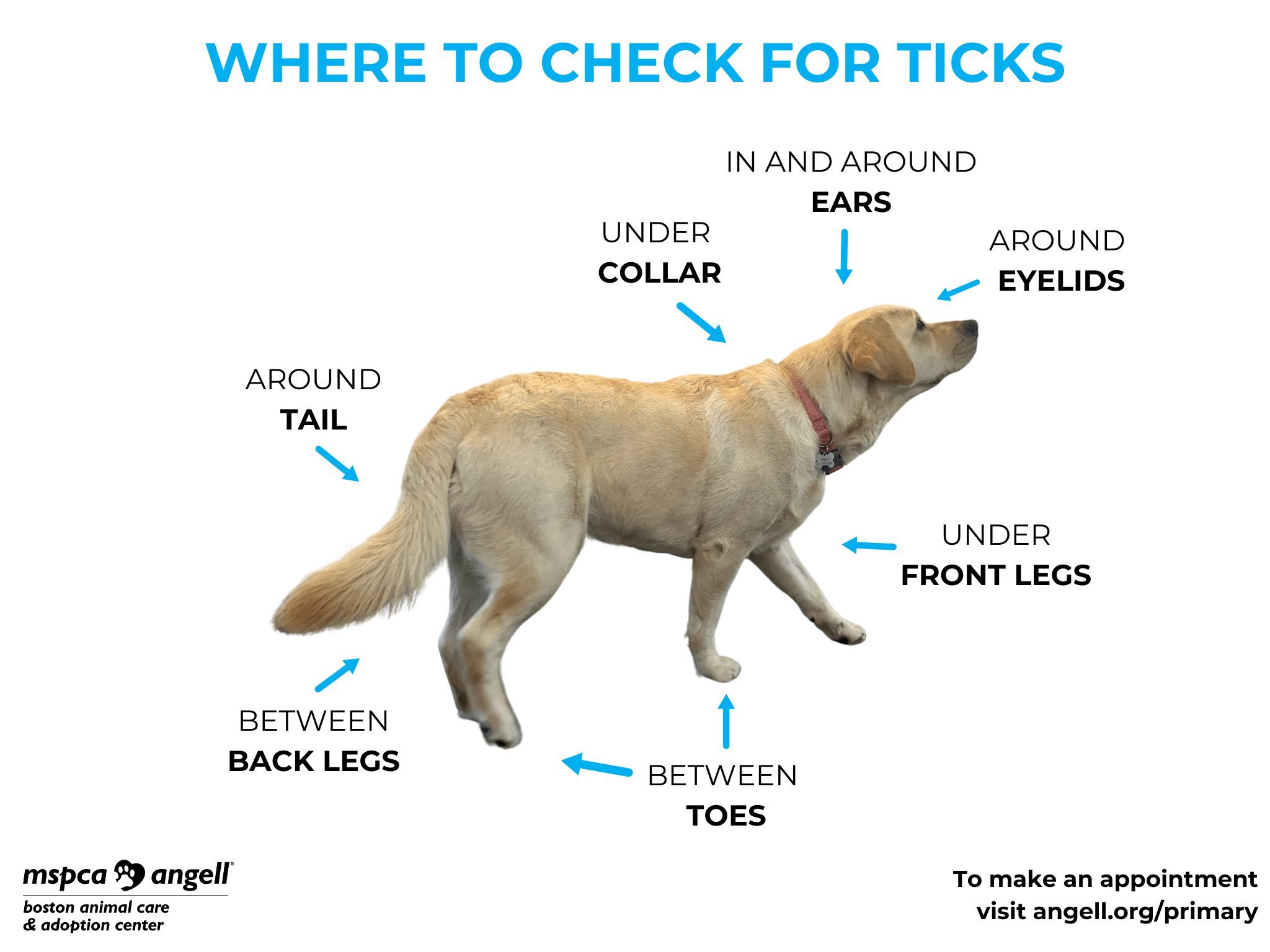 how to prevent dog tick bites easy effective tips